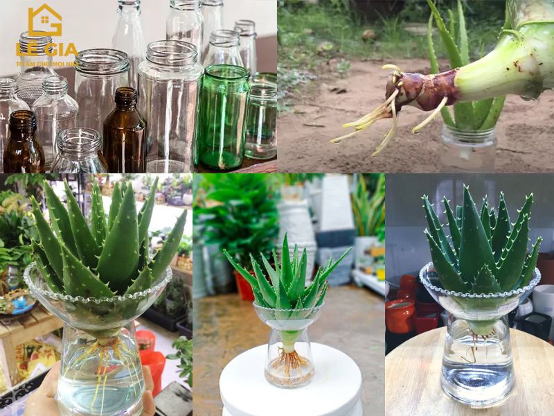 Hướng dẫn trồng nha đam thủy sinh trên bàn làm việc