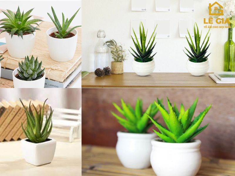  Bàn làm việc trang trí bằng bộ ba cây phong thủy gồm nha đam, sen đá, ngọc bích